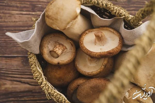 نگهداری طولانی مدت قارچ نگهداری قارچ